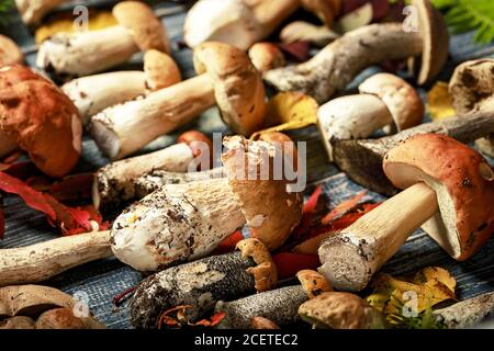 Assortiment de champignons frais de la forêt. Champignons porcini, champignons de peuplier faux-tremble et autres. Gros plan. Nourriture végétarienne biologique naturelle Banque D'Images