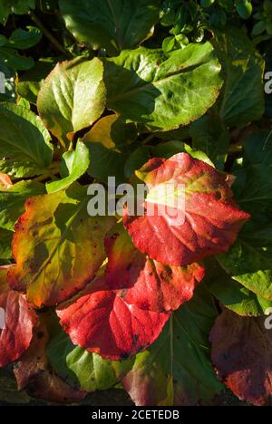 La couleur des feuilles passe du vert au rouge vif Cette plante vivace de Bergenia en octobre dans un jardin anglais Banque D'Images