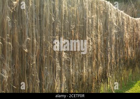 Fibres de jute, tissu suspendu sur de longs poteaux de bambou dans la lumière du jour pour sécher sur un côté de route de village, mise au point sélective Banque D'Images