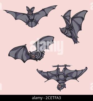 Bat, bat en vol, en mouvement, dans différentes positions, vecteur, différentes positions, illustration, noir et blanc, couleur Illustration de Vecteur