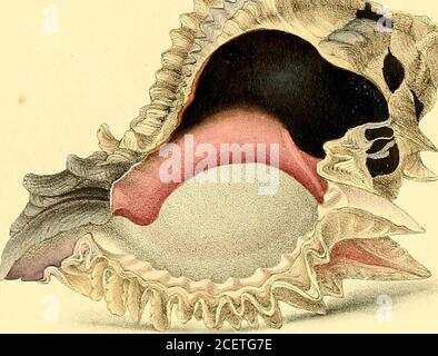 . Conchologie exotique; ou, Figures et descriptions de coquillages rares, beaux, ou non décrits, tirés sur la pierre des spécimens les plus sélectionnés ... Banque D'Images