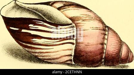 . Conchologie exotique; ou, Figures et descriptions de coquillages rares, beaux, ou non décrits, tirés sur la pierre des spécimens les plus sélectionnés ... Banque D'Images