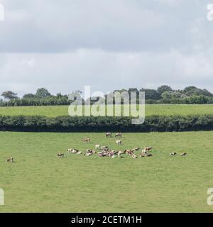 Champ de tir long avec un troupeau de jeunes taureaux ou vaches couché au soleil. Pour l'industrie du bétail britannique, le bœuf britannique, l'instinct du troupeau, l'agriculture et l'agriculture britanniques Banque D'Images