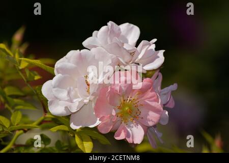 Cette rose grimpant avec des fleurs très ouvertes s'appelle Open Arms. Banque D'Images