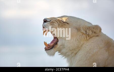 Côté gros plan de la tête de Lioness blanc africain (Panthera leo), bouche ouverte large, torrenversant ou bâilling! Banque D'Images