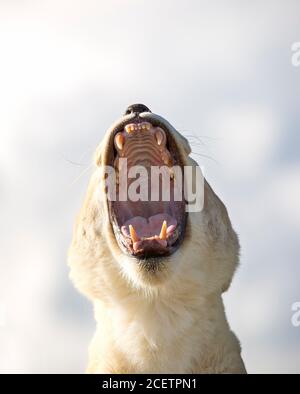 Angle bas, vue rapprochée de l'avant de la tête de Lioness blanc africain (Panthera Leo) isolée à l'extérieur, bouche ouverte large, rugissante ou bâillonne. Banque D'Images