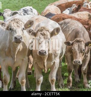 Petit groupe de jeunes taureaux de couleurs mélangées, debout et regardant attentivement la caméra. Pour l'industrie du bétail au Royaume-Uni, le bœuf britannique, l'agriculture au Royaume-Uni. Banque D'Images