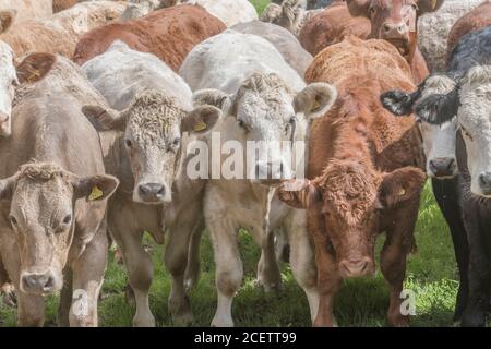 Petit groupe de jeunes taureaux de couleurs mélangées, debout et regardant attentivement la caméra. Pour l'industrie du bétail au Royaume-Uni, le bœuf britannique, l'agriculture au Royaume-Uni. Banque D'Images