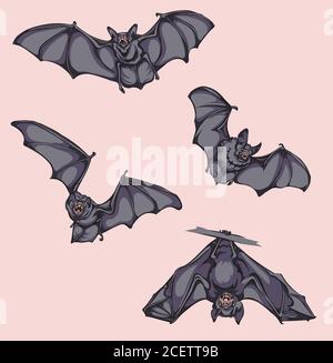 Bat, bat en vol, en mouvement, dans différentes positions, vecteur, différentes positions, illustration, noir et blanc, couleur Illustration de Vecteur