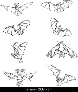 Bat, bat en vol, en mouvement, dans différentes positions, vecteur, différentes positions, illustration, noir et blanc, couleur Illustration de Vecteur