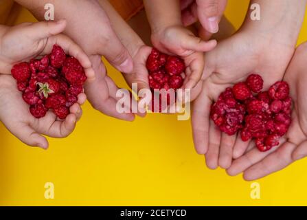 Enfants tenant les framboises rouges dans les mains, concept de vitamines Banque D'Images