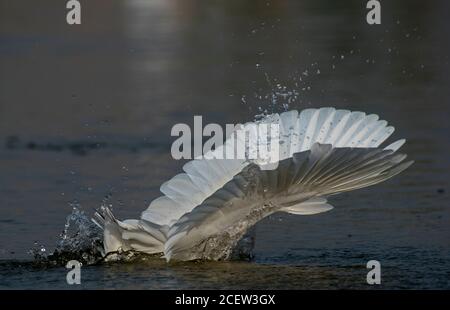 pêche au héron de l'étang et à l'aigrette de bétail dans l'étang Banque D'Images