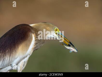 pêche au héron de l'étang et à l'aigrette de bétail dans l'étang Banque D'Images