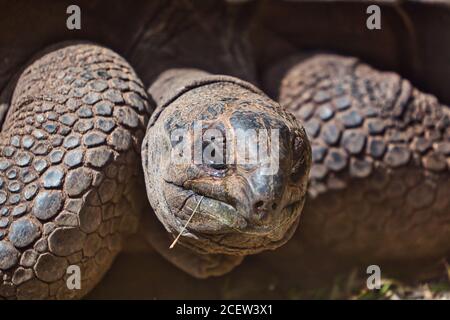 Tortue géante Aldabra sur l'île aux Airettes à Maurice Banque D'Images