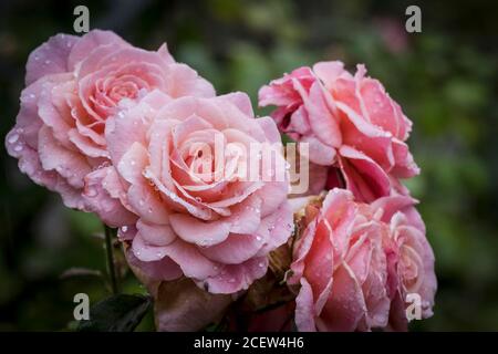 Des gouttelettes de pluie sur les pétales de la rose brodée de Bush poussent dans un jardin. Banque D'Images