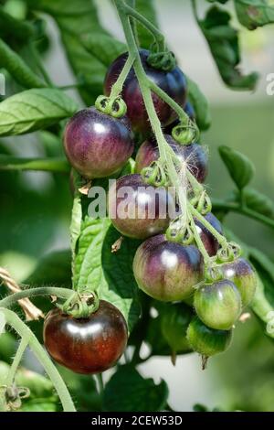 Tomates « Indigo Cherry Drops ». Solanum lycopersicum « Indigo Cherry Drops » Banque D'Images