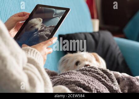 La main d'une femme tient une tablette et prend une photo de le chien Banque D'Images