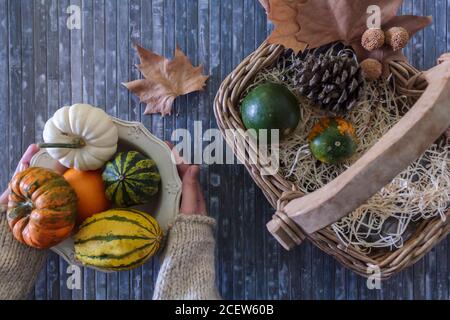 Vue de dessus des mains de femme tenant un bol avec des citrouilles colorées et un panier en osier sur le côté. Composition d'automne Banque D'Images