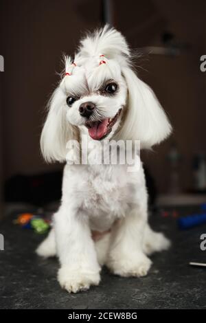 Adorable chien maltais en peluche dans le salon de toilettage.Happy chiot portrait Dans la clinique vétérinaire.magnifique animal de compagnie assis sur la table de groomer Banque D'Images