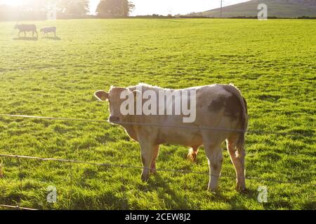 Petit taureau blanc regardant la caméra dans un champ de vache ensoleillé au coucher du soleil à Pwllheli, au nord du pays de Galles Banque D'Images