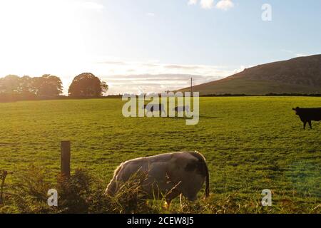 Champ de bétail de vache ensoleillé au coucher du soleil avec des vaches blanches, brunes et noires à Pwllheli, au nord du pays de Galles Banque D'Images