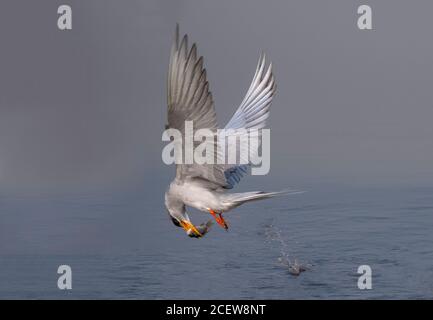 oiseau de proie dans le cation Banque D'Images