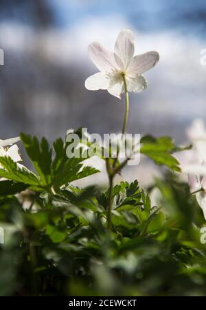 Une mer de ​​white anemones. Anemonoides nemorosa (syn. Anemone nemorosa), l'anemone de bois, est une plante à fleurs du début du printemps de la famille des Ranunculaceae, originaire d'Europe. Photo Jeppe Gustafsson Banque D'Images