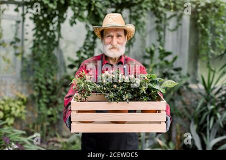 Travail en serre. Portrait de bon-look joyeux homme jardinier en chapeau de paille, posant avec boîte en bois avec pots décoratifs de fleurs dans l'orangerie Banque D'Images