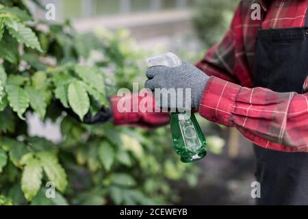 Gros plan image rognée des mains d'un jardinier mâle âgé en chemise, tablier et gants à carreaux, pulvérisant des plantations avec de l'eau en utilisant un pulvérisateur pendant son Banque D'Images