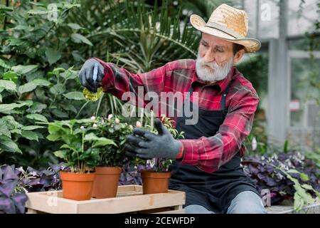 Concept de jardinage. Homme barbu de 70 ans, concentré, en chapeau de paille et vêtements de travail assis près des plantations vertes dans une serre et pulvérisant des fleurs Banque D'Images