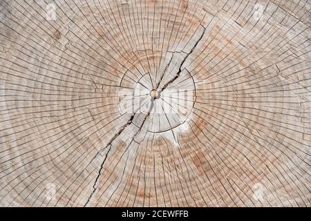 Vue du dessus sur la coupe transversale de l'arbre avec des anneaux de croissance visibles en extérieur dans l'Illinois. Banque D'Images