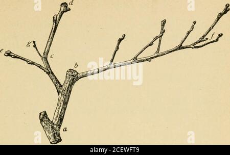. L'élagage-livre; une monographie de l'élagage et de la formation des plantes selon les conditions américaines. 47. La pousse à fleurs de coing. Aussi, est supportée sur une pousse feuillue de la saison. C'est-à-dire, une pousse ressort de l'hiverbud terminal, et après cette pousse avait grandi severalinches une fleur a été produite. Ces méthodes de. 48. Branche de coing Banque D'Images