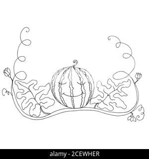Pastèque blanche noire dans le feuillage et la fleur, backgroun isolé Illustration de Vecteur