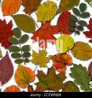 L'automne laisse un arrière-plan sans couture. Feuillage d'automne coloré. Magnifique jaune vif orange vert rouge nature texture infinie sur fond blanc Banque D'Images