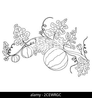 Bande dessinée noir et blanc pastèque dans le feuillage et les fleurs isola Illustration de Vecteur