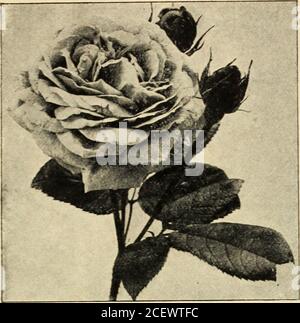 . Catalogue de la hollande bulbes roses et spécialités pour la plantation d'automne, 1900. BARONNE ROTHSCHILD. BULBES DE HOLLANDE, ROSES ET SPÉCIALITÉS. 17. (Liabaud, grand, plein. UN FRANÇOIS LEVET. Beauté américaine, vig. (L'honorable G. Bancroft: Sentinelle par Geo. Field &^ Bro., 1885.) Grand, globu-lar ; rose profond, ombragé de carmin ; deliciousodoi ; s'est avéré être une variété la plus souhaitable pour le forçage. Plantes bourgeonnées et greffées. ANNE DE DIESBACH, vig {Lacharme, 1858.)Syn. Gloire de la France. Élevé de la Reine.Carmine, une belle ombre; très grande. Un jardin supérieur, parfumé, l'un des plus beaux. Valuabl Banque D'Images