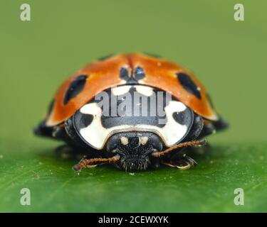 Vue de face rapprochée d'un coccinelle à yeux (Anatis ocellata) Banque D'Images