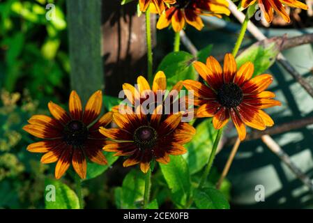 Les fleurs d'un Rudbeckia hirta 'rustique Dwarfs mixte' Banque D'Images