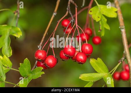 Baies rouges brillantes ou haws sur un arbre aubépine (Crataegus monogyna) à la fin de l'été, au Royaume-Uni Banque D'Images