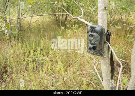 Caméra de randonnée ou piège de caméra installé dans un arbre pour surveiller et photographier la faune d'une zone humide, au Royaume-Uni Banque D'Images