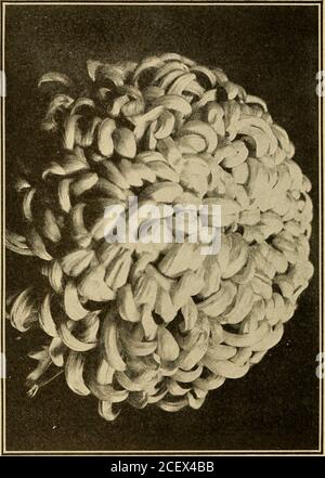 . Le chrysanthème, sa culture pour les producteurs professionnels et les amateurs; un traité pratique sur sa propagation, la culture, la formation, l'élevage pour l'exposition et le marché, l'hybridation, l'origine et l'histoire. Figure 29—CHRYSANTHEMUM SOLEIL doCTOBRE viennent les formes japonaises à pétulées linéaires. Encore une fois, il peut s'étendre à la bouche ou à la pointe et les dents multi-pliées, donnant naissance à la trompette-comme, soi-disant Dragon 3 CO OII o W H d. CLASSIFICATION SÉLECTION AXD 139 Banque D'Images