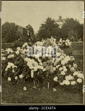 . Le chrysanthème, sa culture pour les producteurs et les amateurs professionnels; Un traité pratique sur sa propagation, la culture, la formation, l'élevage pour l'exposition et le marché, l'hybridation, l'origine et l'histoire. Les humeurs de culture dans son pays, qui peuvent aussi, en partie, être instructives et d'assistance aux hereproducteurs qui résident dans des États où les conditions climatiques sont similaires: En l'an 1884, le Chrysanthemum a été broughtemontemo devant le public de Melbourne lors de l'exposition Chrysanthemum de la Horticultural Above-ment Society. Cela a dépassé toutes les attentes et peut-être réclamé pour la première fois Banque D'Images