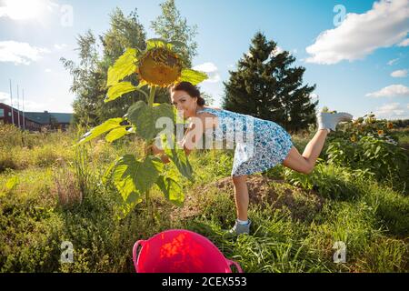 Gaie brune femme, veut plucher un énorme tournesol de la terre, l'été, jour ensoleillé, le concept de récolte. Photo de haute qualité Banque D'Images