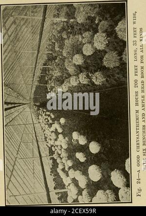 . Le chrysanthème, sa culture pour les producteurs et les amateurs professionnels; un traité pratique sur sa propagation, la culture, la formation, l'élevage pour l'exposition et le marché, l'hybridation, l'origine et l'histoire. les producteurs plantent à cette distance et prennent des ttiges, mais il faut se rappeler que les plantes morecrowded les plus pauvres seront les abats de grade produits. Après la plantation, le travail principal pendant l'été consiste à garder le stock attaché et les grenouille libres. Dans de dix à douze semaines après la plantation, les plantes auront besoin de se nourrir quelque peu pour les garder pousser le long, et une lumière Banque D'Images