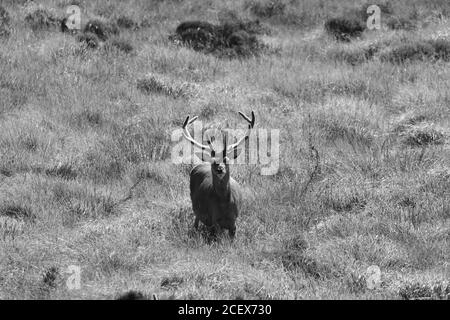 Image en noir et blanc d'un cerf rouge stag debout dans les landes, APPLECROSS, West Highlands, Écosse, Royaume-Uni Banque D'Images