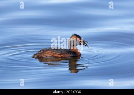 Corned grebe / Slavonian grebe (Podiceps auritus) en se baignant dans le plumage de reproduction, avaler les proies de poisson capturées en été Banque D'Images