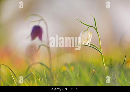 Fritillaries à tête de serpent / nénuphars à carreaux (Fritilaria meleagris) en fleur dans prairie / prairie au printemps Banque D'Images