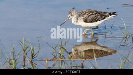 Greenshank se nourrissant sur Canal Scrape à la sursaut Banque D'Images