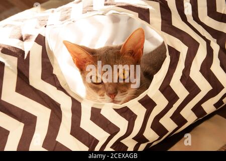 Chat Abyssinien. Gros plan sur un chat bleu abyssinien, assis dans un tunnel rayé. Banque D'Images