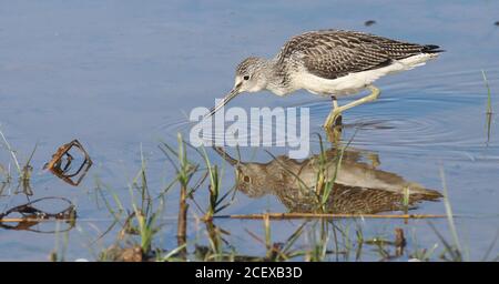 Greenshank se nourrissant sur Canal Scrape à la sursaut Banque D'Images